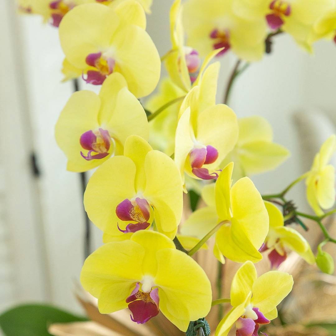 Deepavali Phalaenopsis Orchid (5 stalks)