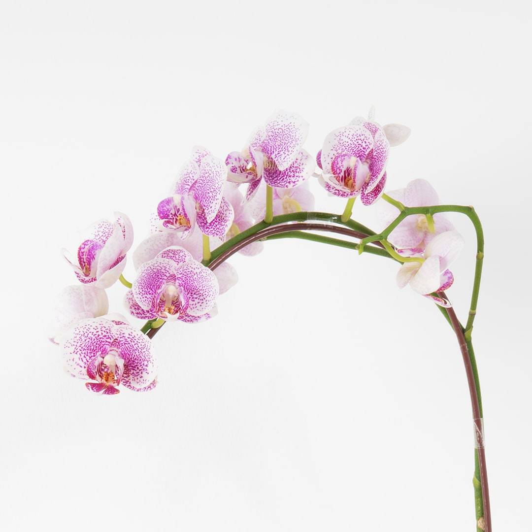 Mini Phalaenopsis Orchid (Dual-Tone Purple)
