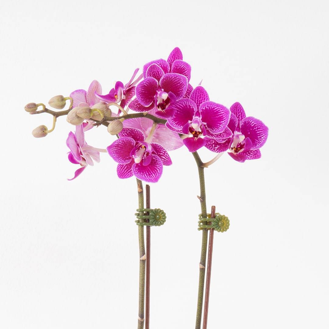 Mini Phalaenopsis Orchid (Purple)