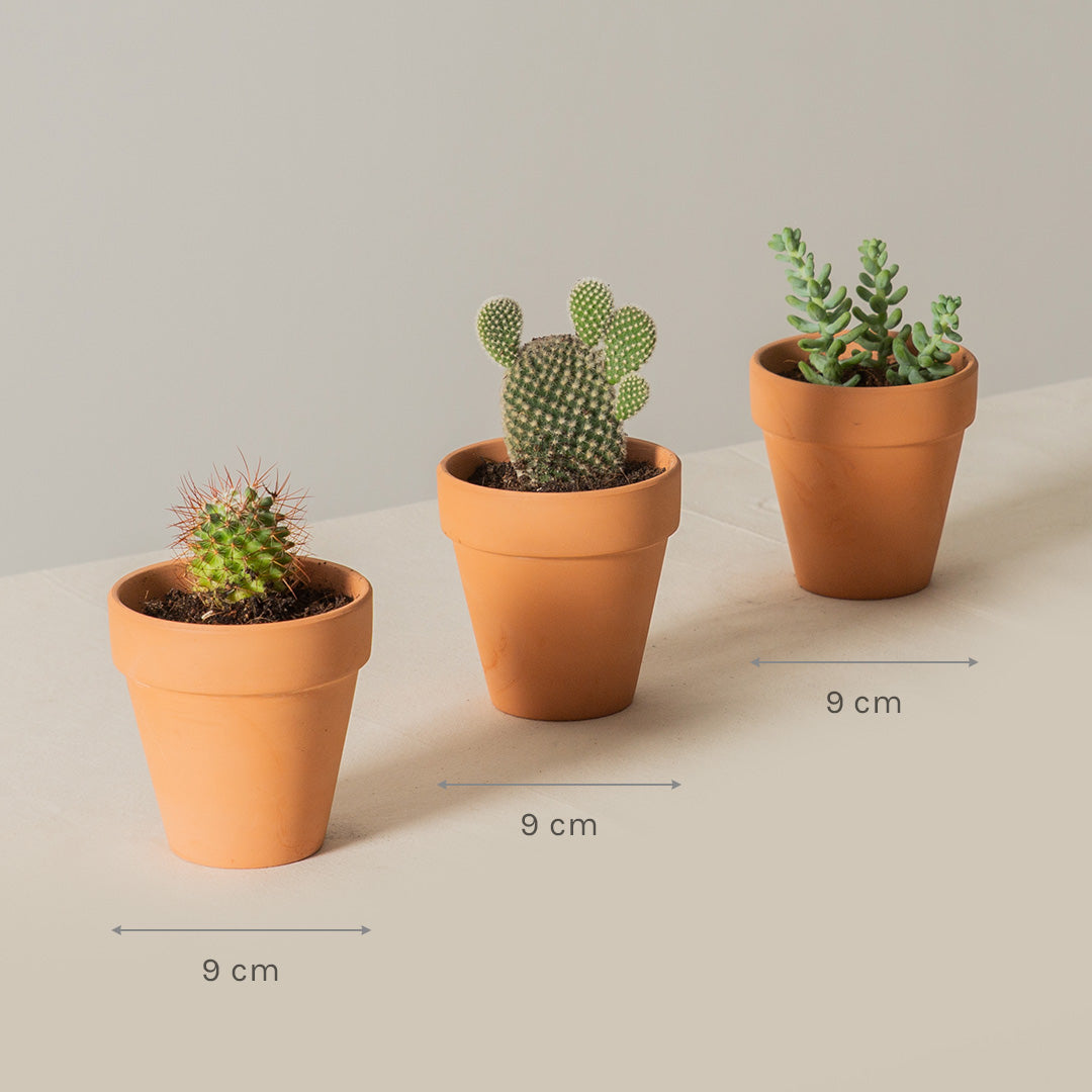 Succulents in Terracotta Pots (Set of 3)