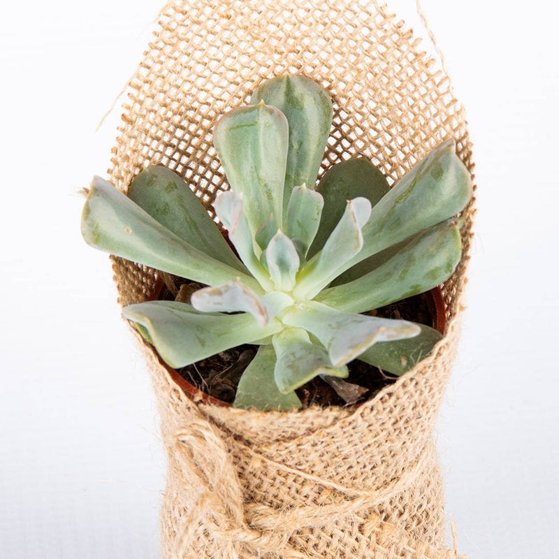 Succulents (Set of 3)